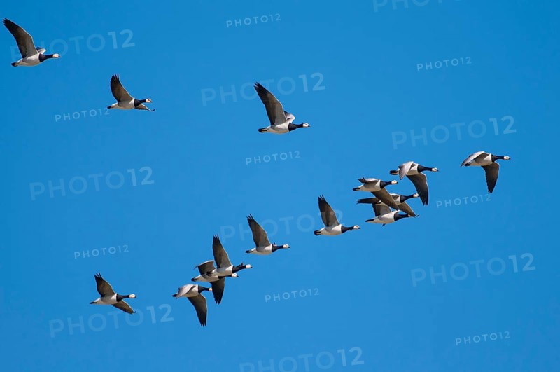 Barnacle geese (Branta leucopsis) Lower Saxony, Germany, Europe