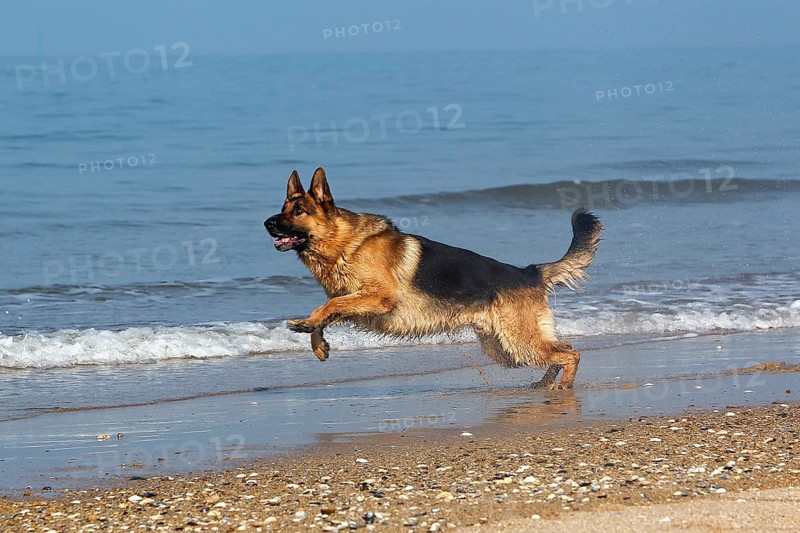 German Shepherd, Male running on Beach in Normandy