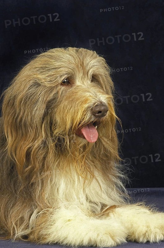 Bearded Collie, Adult laying against Black Background