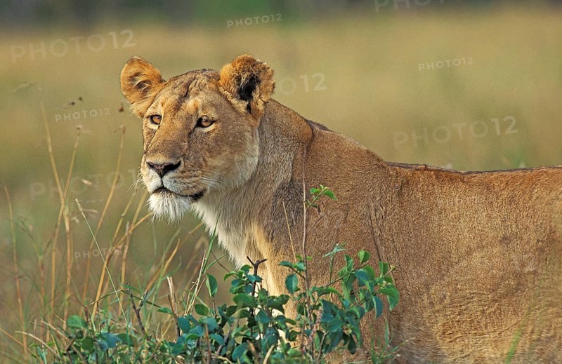 African Lion (panthera leo), Female, Masai Mara Park in Kenya