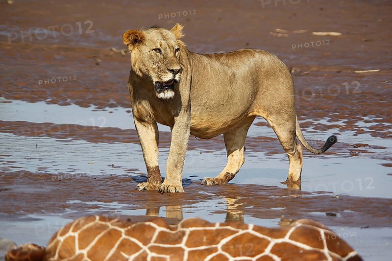 African Lion (panthera leo), Young Male Eating Reticulated Giraffe Stuck and Drown in River, Samburu Park in Kenya