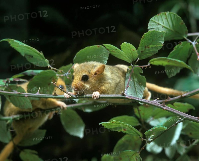 COMMON DORMOUSE (muscardinus avellanarius), ADULTS STANDING ON BRANCH