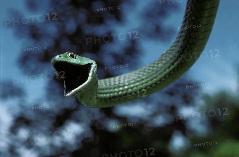 Spotted Bush Snake, philothamnus semivariegatus, Adult hanging from Branch with Open Mouth