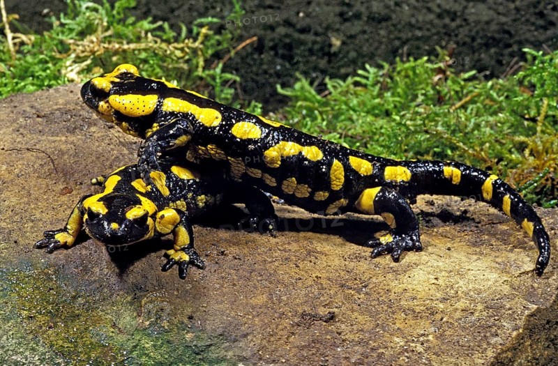 FIRE SALAMANDER (salamandra salamandra)