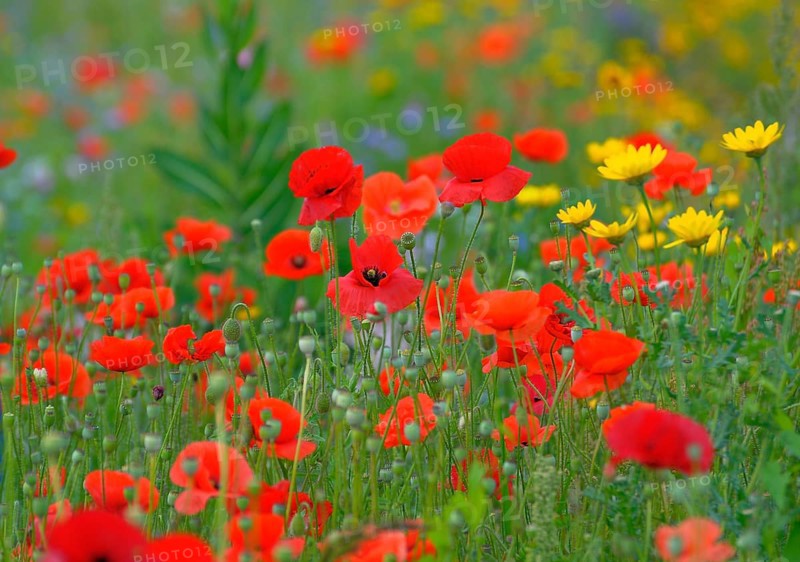 Corn poppy in meadow, flower mix, wild flowers