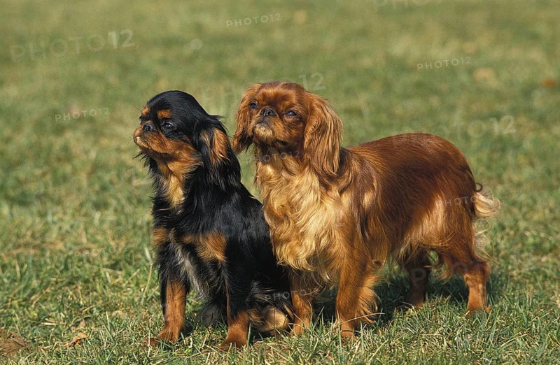 King Charles Spaniel Dog