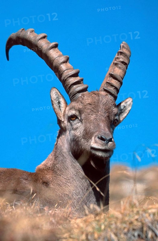 Alpine ibex (Capra ibex), Bernese Oberland () (alps) (Europe) (mountains) (mountains) (mammals) (ungulates) (cloven-hoofed animals) (wild goats) (outdoor) (outdoor) (portrait) (portrait) (adult) (relaxing) (lying) (lying) (vertical), male, resting, Niederhorn, Switzerland, Europe
