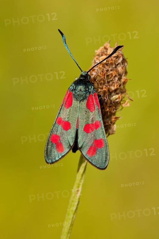 Six-spot burnet (Zygaena filipendulae), Rhineland-Palatinate Germany