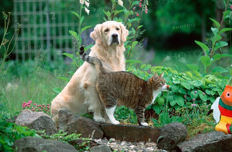 Golden Retriever and Domestic Cat