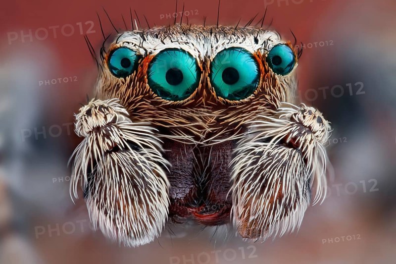 Close-up of a Jumping spider (Salticidae) with their big characteristic main eyes
