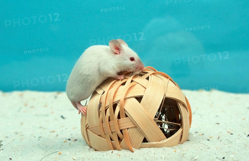 White Mouse, House Mouse