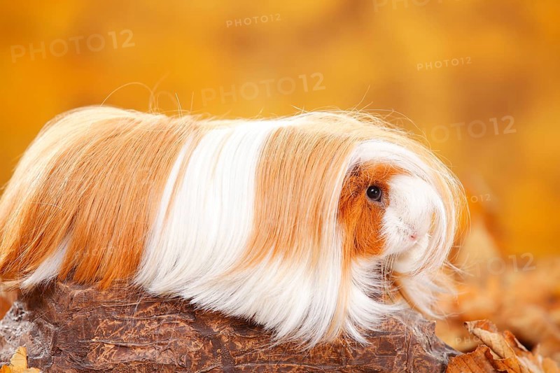 Peruvian guinea pig, red and white