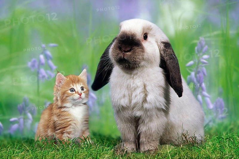 Schopfohr dwarf rabbit and kitten