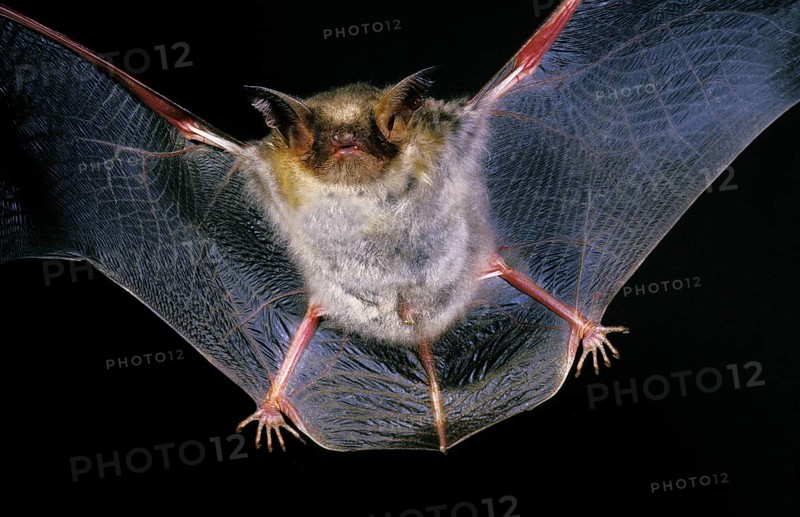 Greater mouse-eared bat (myotis myotis), adult in flight