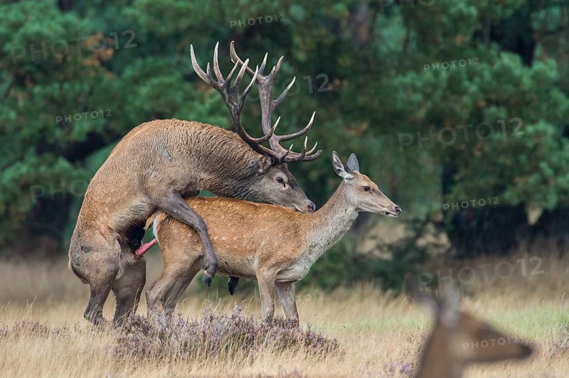 Red deer (Cervus elaphus) , Hooge Veluwe National Park, Gelderland, Netherlands