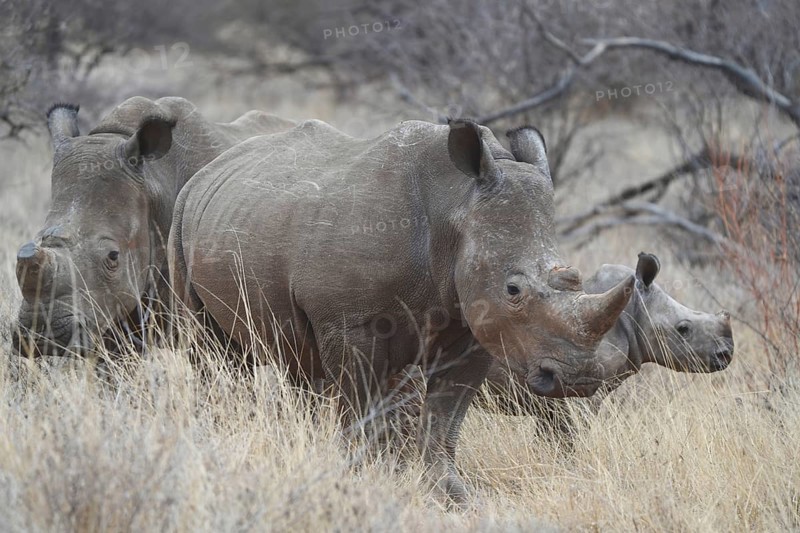 White rhino with young, Limpopo, South Africa, Africa