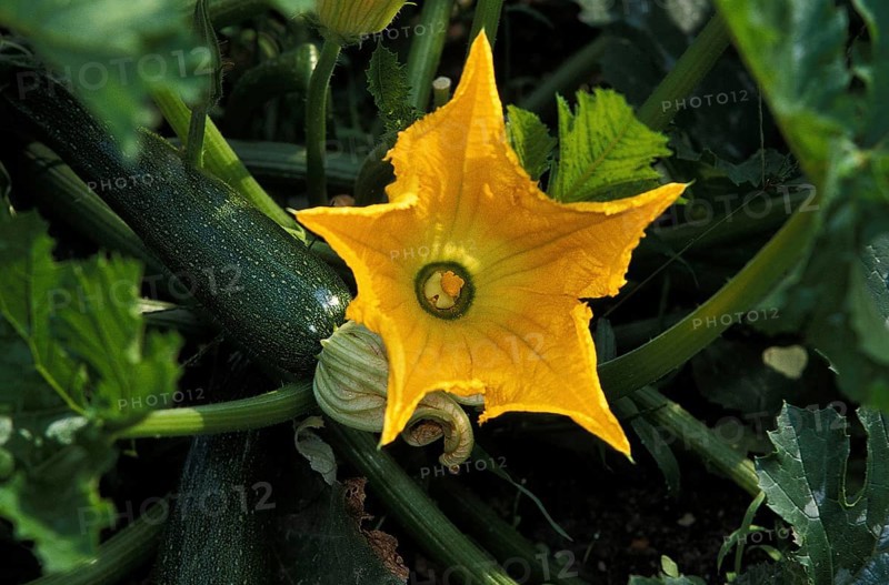 Long Courgette or Long Zucchini (cucurbita pepo), with Flower
