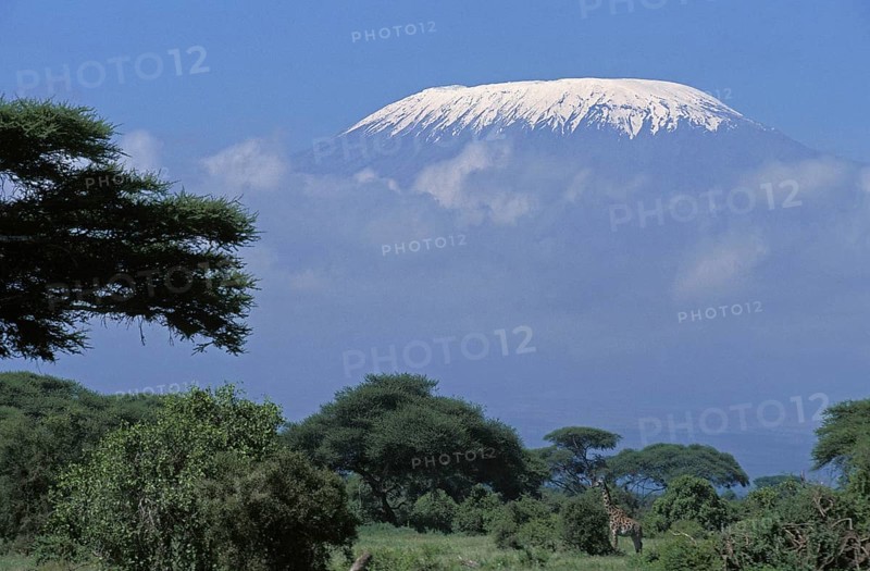 Masai Giraffe (giraffa camelopardalis tippelskirchi) and Kilimandjaro Mountain, Tanzania, Africa