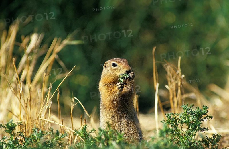 Black-Tailed Prairie Dog (cynomys ludovicianus), Adult standing on Hind Legs, Eating Grass