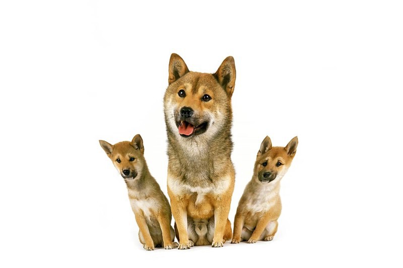 Shiba Inu Dog, Male with Pup sitting against White Background