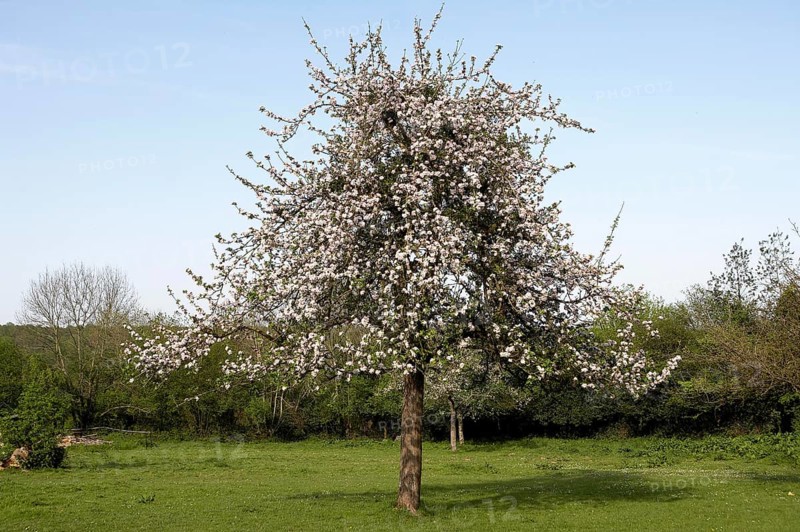 Blooming Cider Apple Tree (malus domestica), Normandy