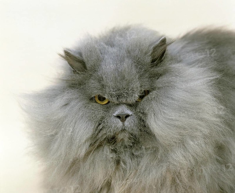 Blue Persian Domestic Cat, Portrait of Adult