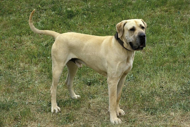 Male Fila Brasileiro, a Dog Breed from Brazil