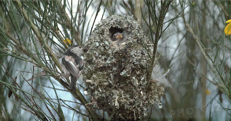 Long-tailed Tit (aegithalos caudatus), Adult Near Nest to Feed Young, Normandy in France