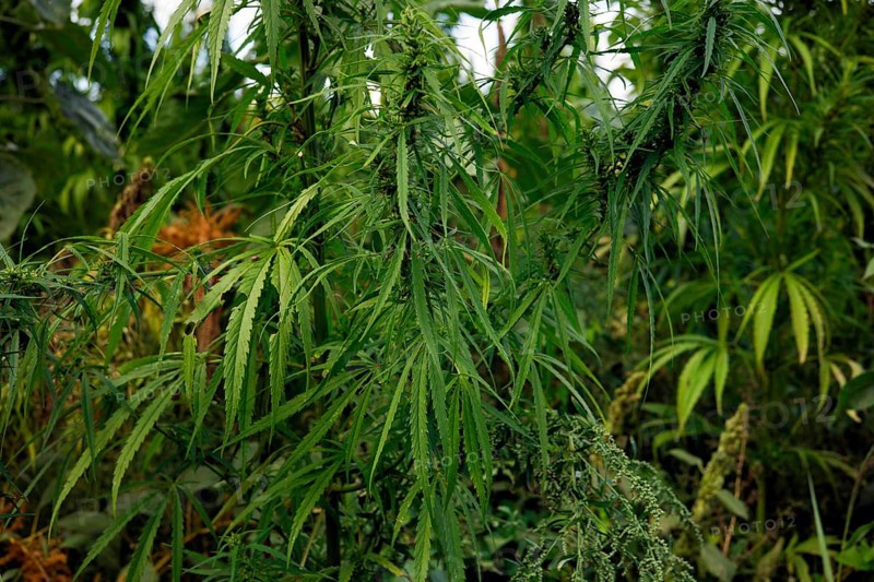 Cultivation of hashish (Cannabis), Brandenburg, Germany, Europe