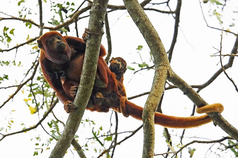 Venezuelan red howler (alouatta seniculus), female with young in tree, Los Lianos in Venezuela