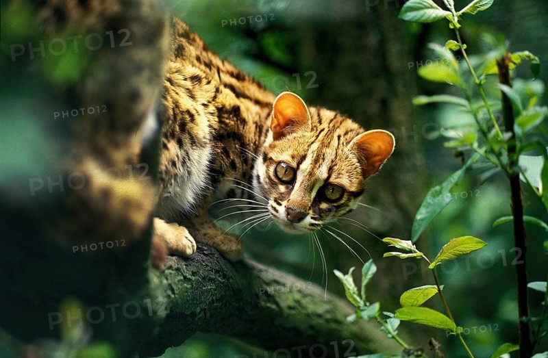 Leopard Cat (prionailurus bengalensis), Adult on Branch