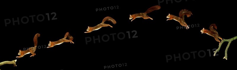Red Squirrel (sciurus vulgaris), Male Leaping, Movement Sequence