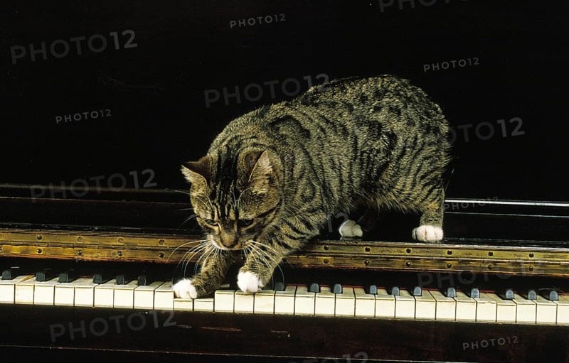 Manx domestic cat, cat breed without tail, adult on piano