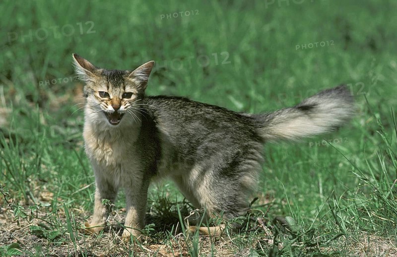 Somali domestic cat with open mouth, in defensive posture