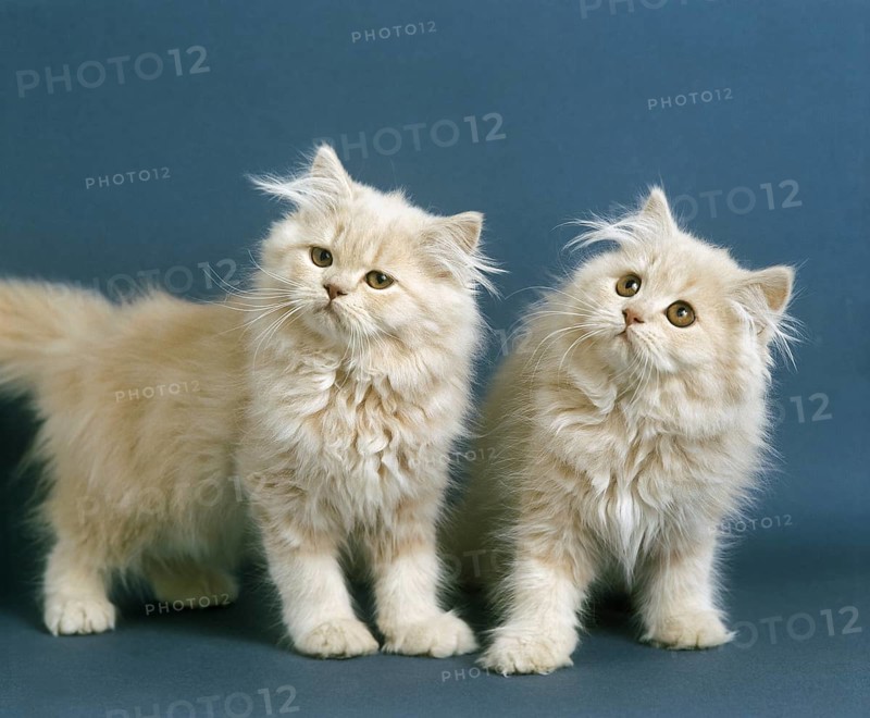 Cream Persian Domestic Cat, Kitten