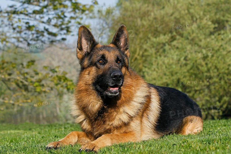 German shepherd dog, adult lying on grass