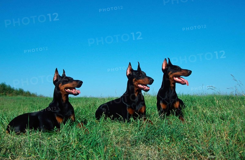 Doberman Pinscher, cropped ears