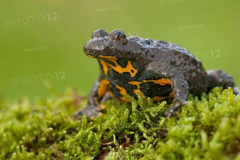 Yellow-bellied toad (Bombina variegata) Rhineland-Palatinate, Germany, Europe