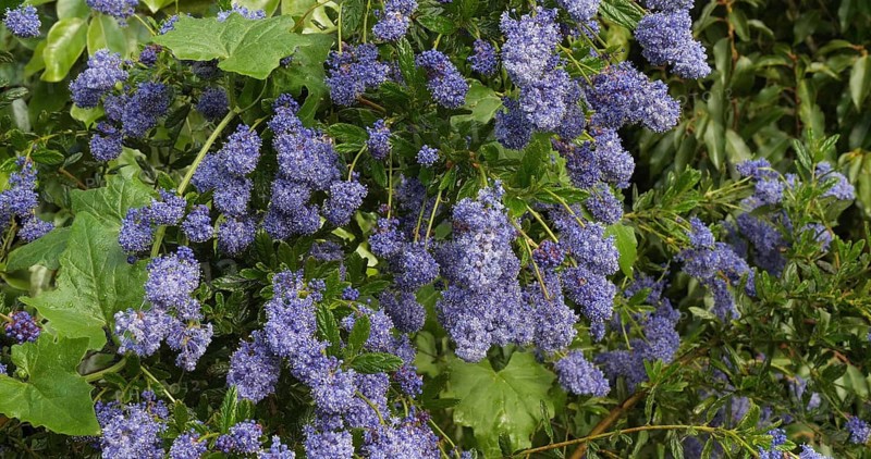 Ceanothus, ceanothus sp., in bloom in a garden, spring, Normandy in France