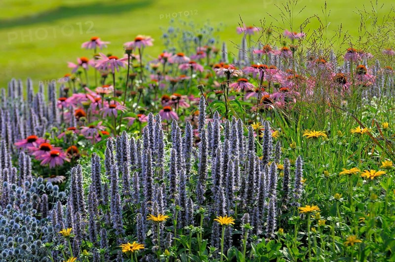 Perennial Flowers in the Garden, Real common lavender (Lavandula angustifolia)