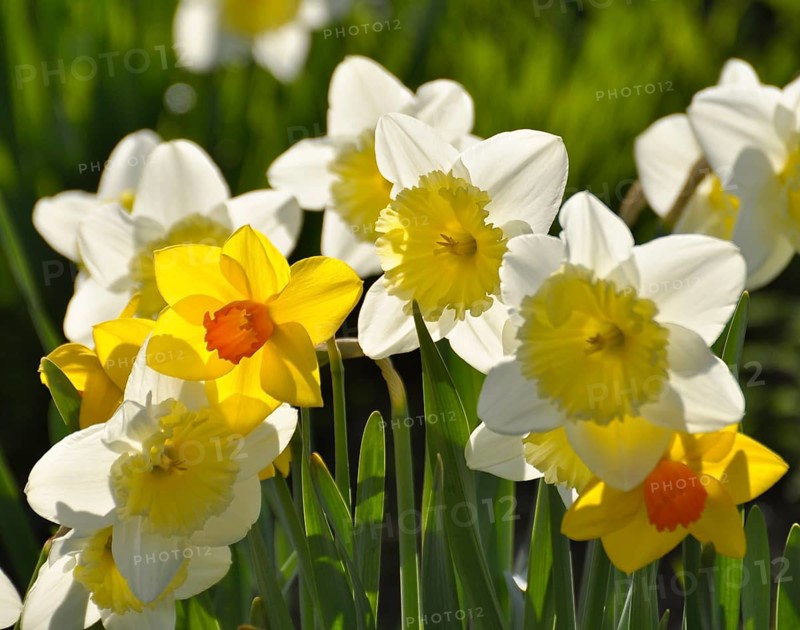 Daffodils flowering in spring in the meadow, yellow daffodil (narcissus pseudonarcissus), daffodil, trumpet daffodil, mullein