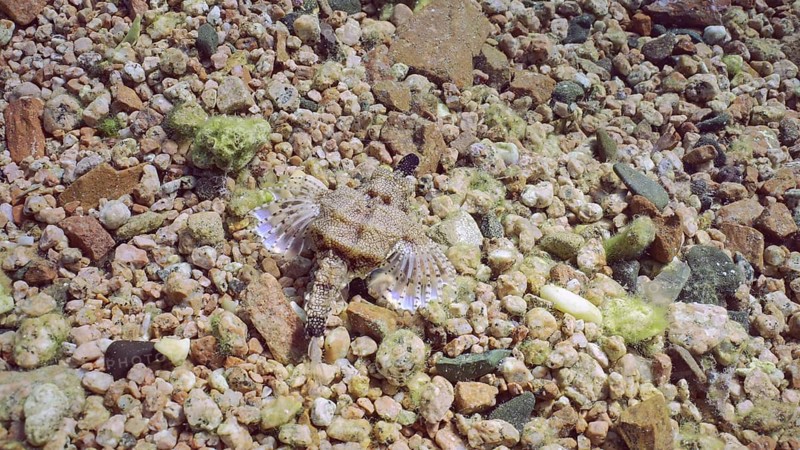 Common Seamoth, Little Dragonfish (Eurypegasus draconis) or Short Dragonfish walking on sandy rocky bottom on sunny day in sunbeams, top view, Red sea, Egypt, Africa