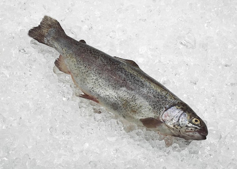 Salmo gairdneri, Salmo irideus, Rainbow trout, Rainbow trout, Trout, Trout, Other animals, Fish, Animals, Salmon fish, FRESH RAINBOW TROUT salmo gairdneri ON ICE