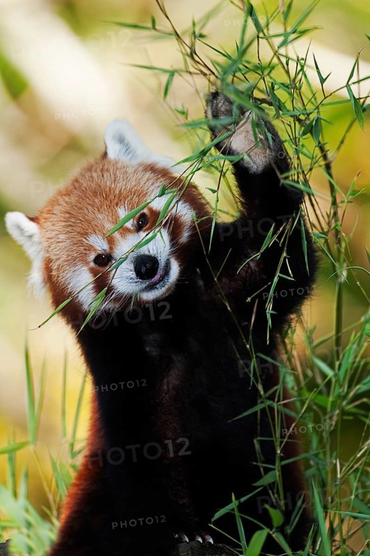 Red Panda (ailurus fulgens), Adult Eating Bamboo