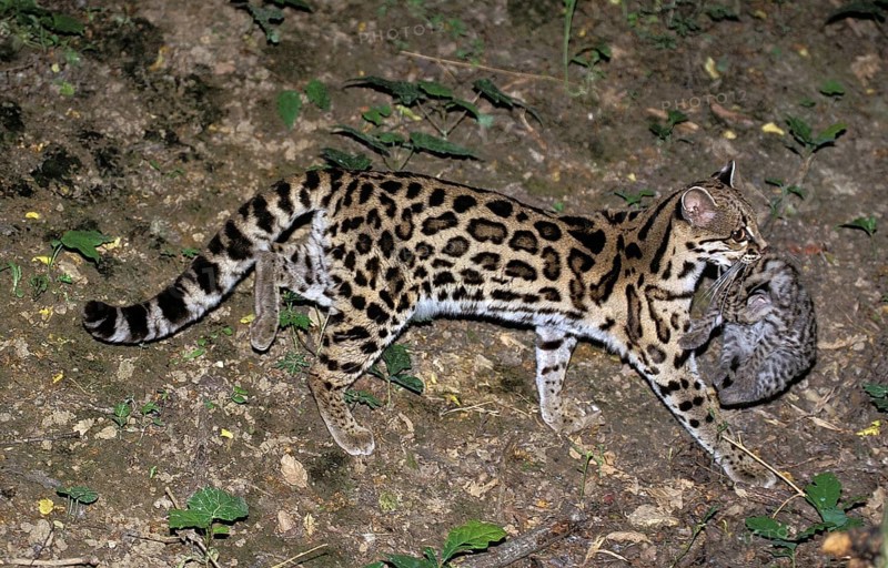 Margay (leopardus wiedii), MOTHER CARROW DICE