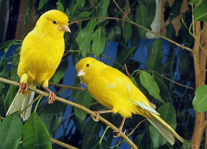 Yellow Canaries (Serinus canaria) domestica