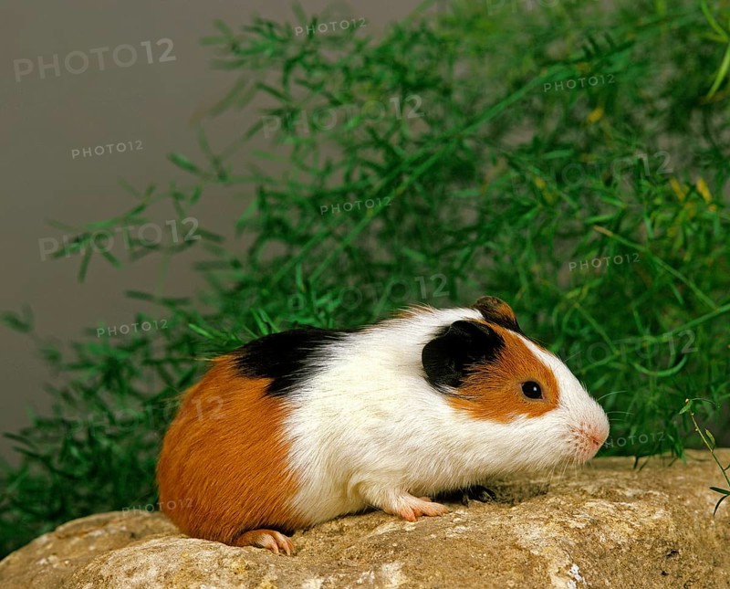 Guinea Pig (cavia porcellus), Adult on Stone