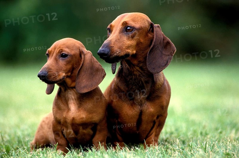 Smooth-haired Dachshund