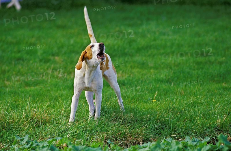 Large Anglo-French white and orange hunting dog, adult, barking
