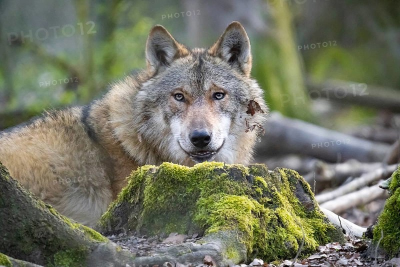 A wolf looks around in its forest enclosure in an animal park. Wolves are spreading increasingly in German forests again, Zoo, Weilburg, Hesse, Germany, Europe